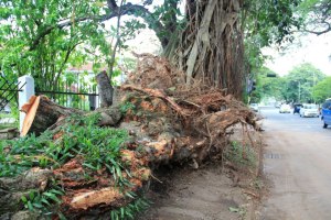 The Reid Avenue trees. (Colombo, November 2012)
